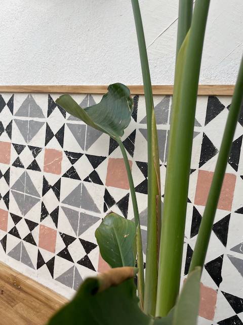 Zócalo de cocina pintado con textura