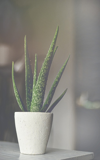 Plantas y Feng Shui en dormitorios: aloe vera