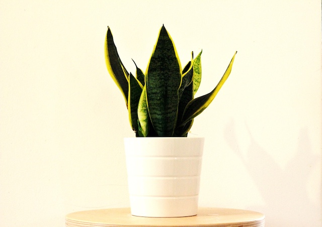 Plantas y Feng Shui en dormitorios: sansevieria